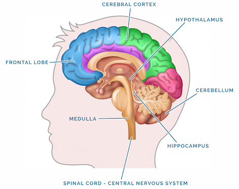 brain diagram